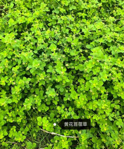 兔子吃的常见野草