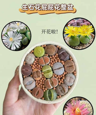 小众送妈妈的花有哪些花