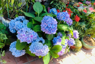 小众送妈妈的花有哪些花