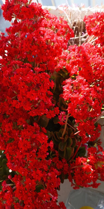 小众送妈妈的花有哪些花