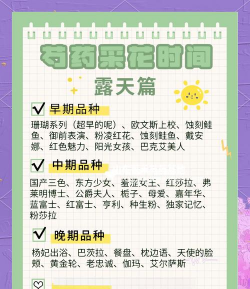 小众送妈妈的花有哪些花