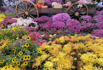 小众送妈妈的花有哪些花