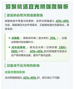 猕猴桃光照强度多少为好