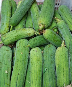 芒种种什么蔬菜