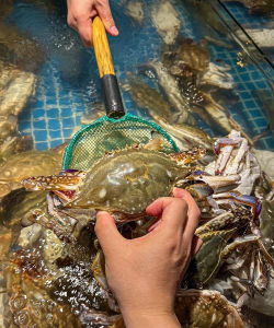 小众送妈妈的花有哪些花