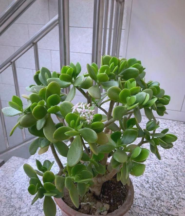 小众送妈妈的花有哪些花