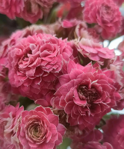 小众送妈妈的花有哪些花