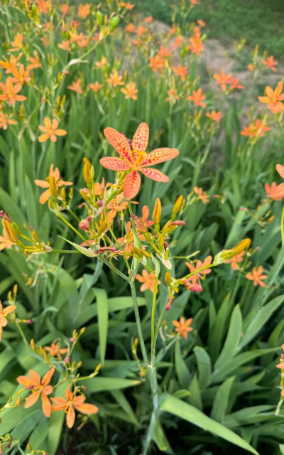 小众送妈妈的花有哪些花