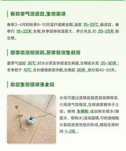 小众送妈妈的花有哪些花