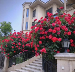 小众送妈妈的花有哪些花