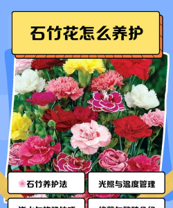 小众送妈妈的花有哪些花