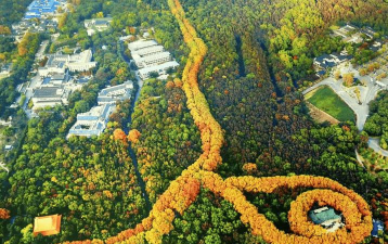 南京梧桐树真的是蒋介石种的吗