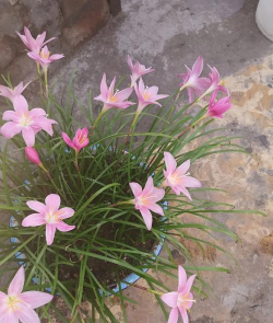 小众送妈妈的花有哪些花