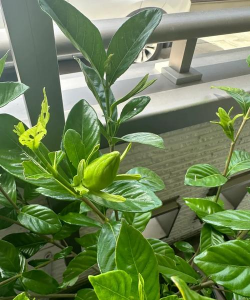 小众送妈妈的花有哪些花