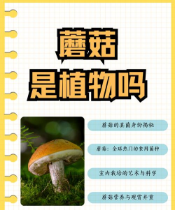 蘑菇属于植物吗