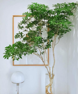 小众送妈妈的花有哪些花