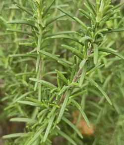 小众送妈妈的花有哪些花