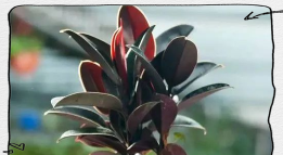 小众送妈妈的花有哪些花