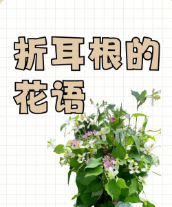 折耳根的花语