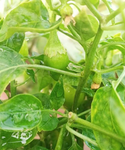 小众送妈妈的花有哪些花