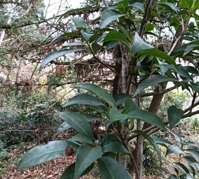 小众送妈妈的花有哪些花