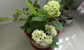 小众送妈妈的花有哪些花