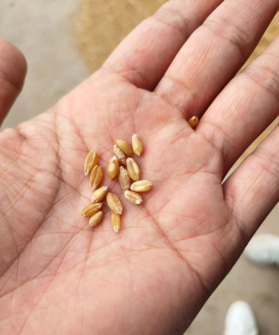 小众送妈妈的花有哪些花