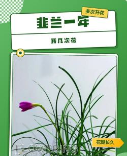 小众送妈妈的花有哪些花