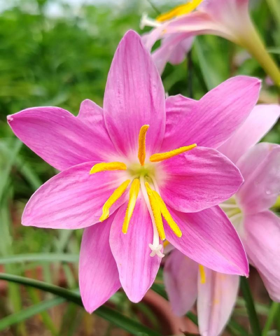 小众送妈妈的花有哪些花