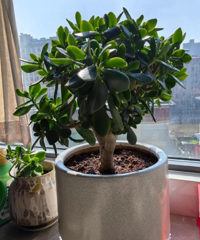 小众送妈妈的花有哪些花