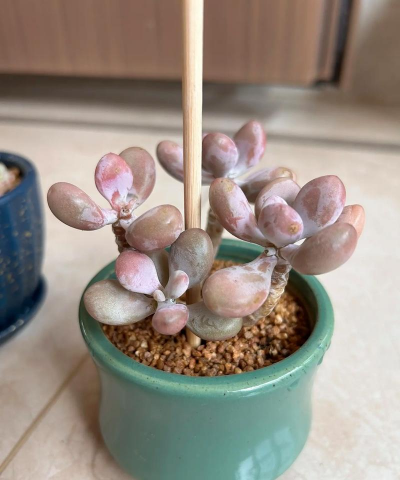 小众送妈妈的花有哪些花