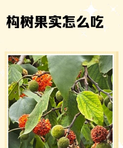 构树果实能吃吗