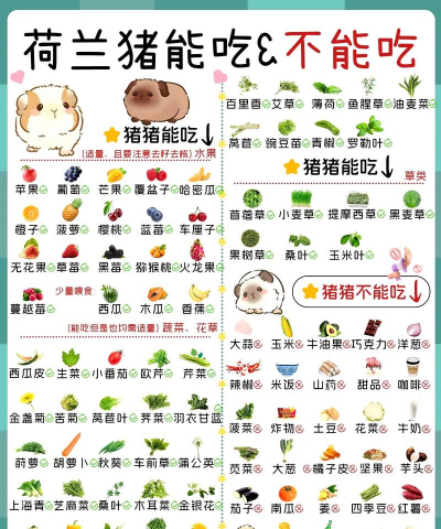 荷兰猪可以吃什么蔬菜