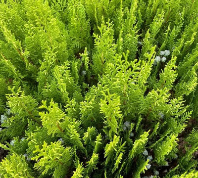 侧柏是裸子植物吗