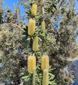 一棵玉米树能结多少个玉米