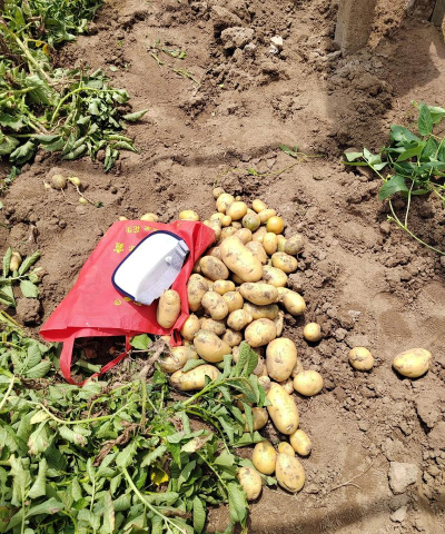 小众送妈妈的花有哪些花