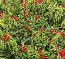 辣椒种植小米辣怎么种植