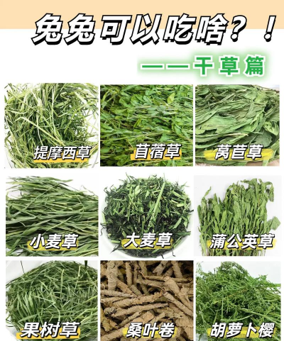 哪些草可以晒干给兔子吃