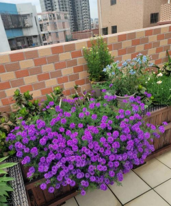 小众送妈妈的花有哪些花