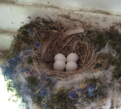 小众送妈妈的花有哪些花