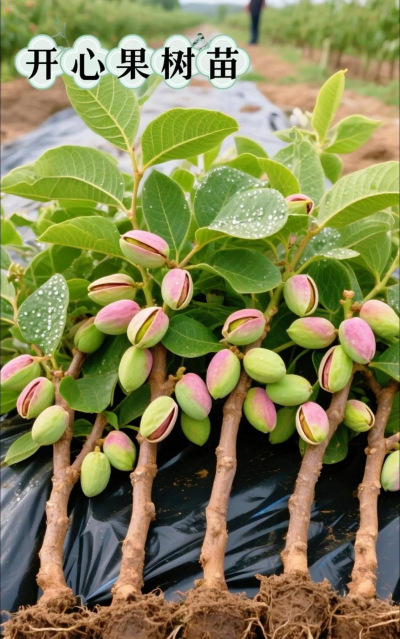 小众送妈妈的花有哪些花