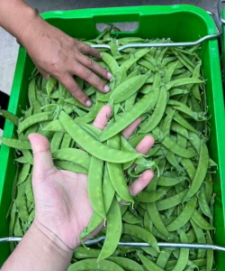 小众送妈妈的花有哪些花