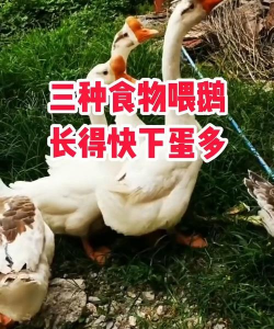 小鹅吃什么食物长的快