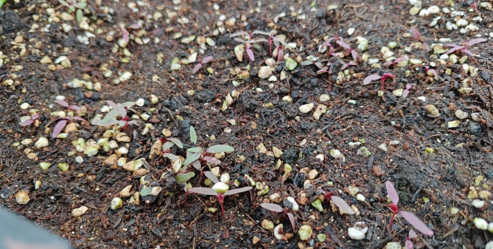 苋菜几天发芽出土