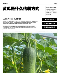 黄瓜授粉方式