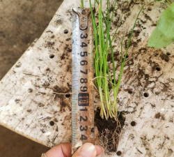 小众送妈妈的花有哪些花