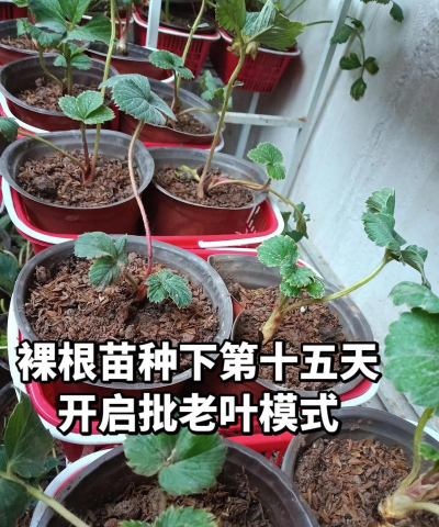 小众送妈妈的花有哪些花