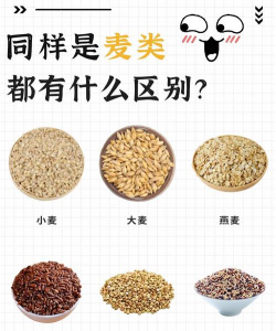 小麦品种有哪些