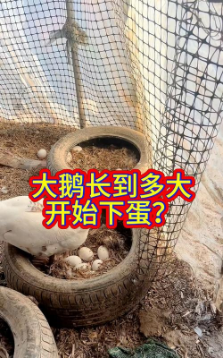 鹅多大开始下蛋
