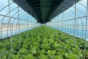 6月份适合大棚栽种的蔬菜